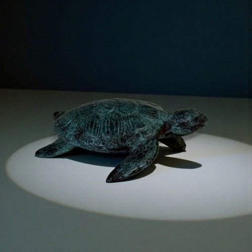 Bronze schildkröte indonesien - schildkröte,